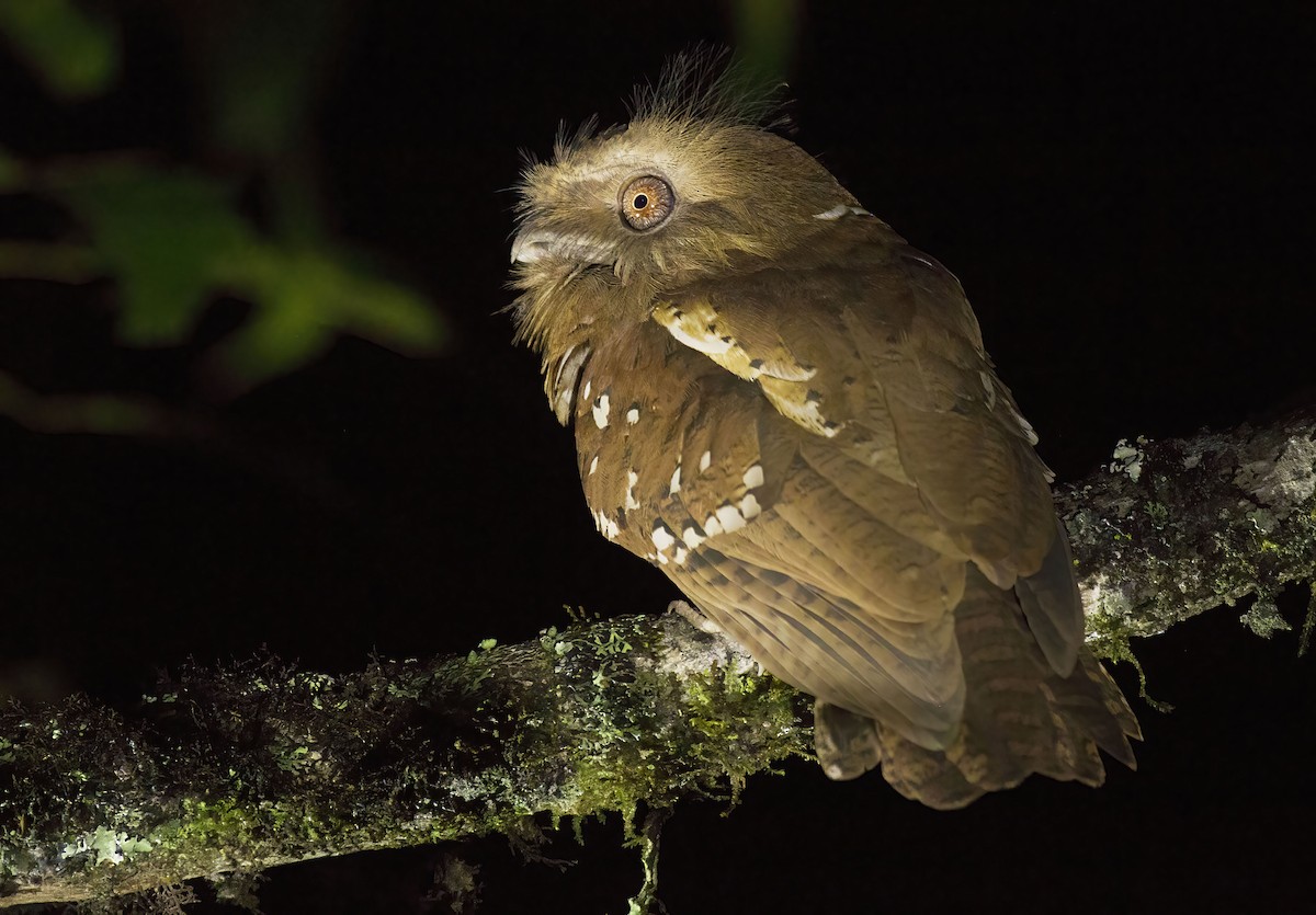 Philippine Frogmouth - ML637502971