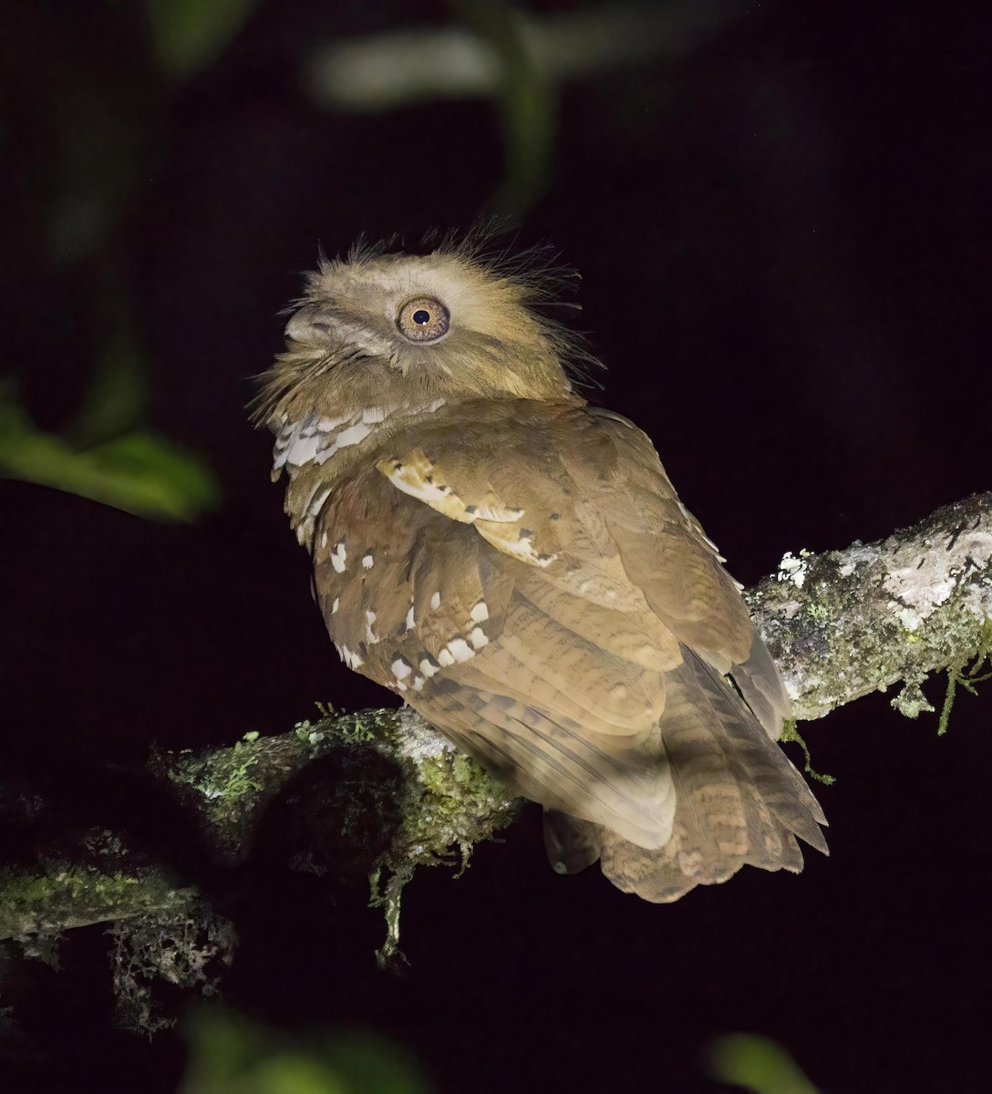 Philippine Frogmouth - ML637502972