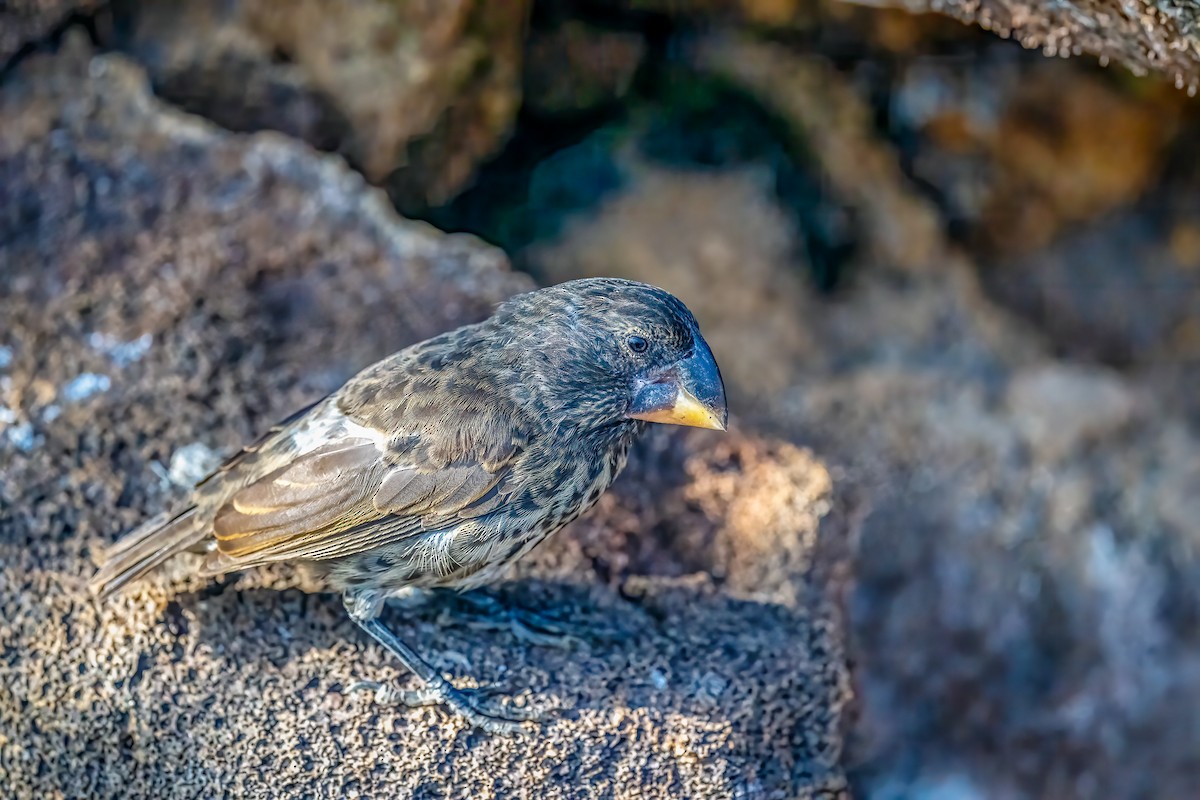 Large Ground-Finch - ML637503016
