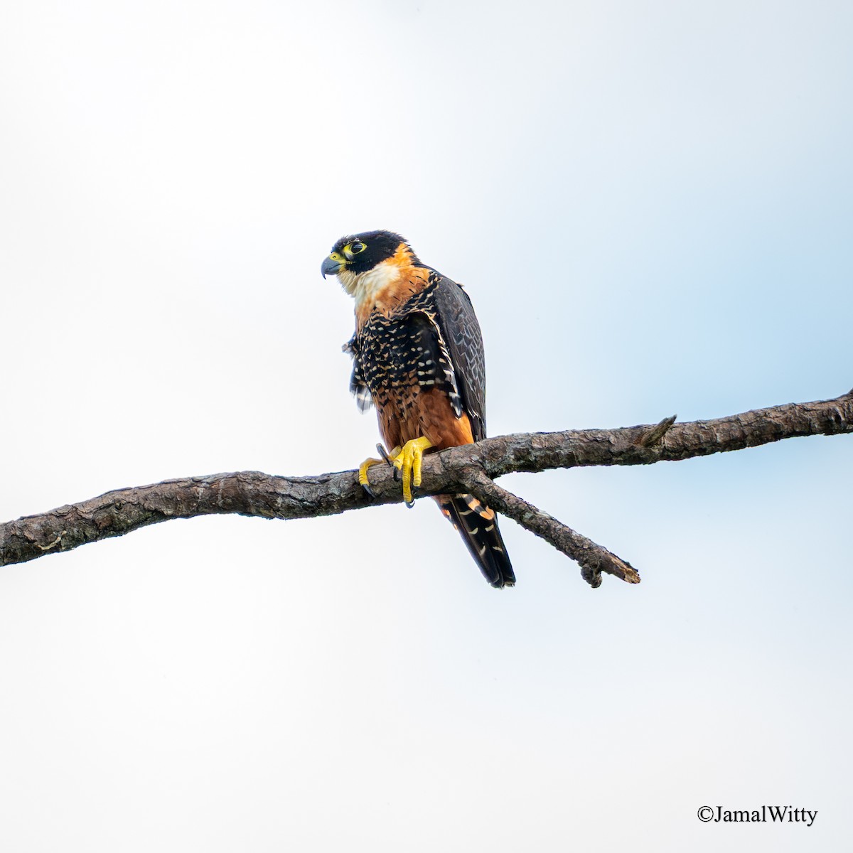Orange-breasted Falcon - ML637503021