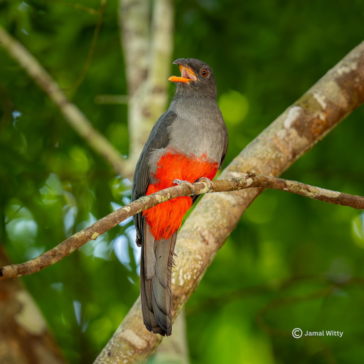 Slaty-tailed Trogon - ML637503075