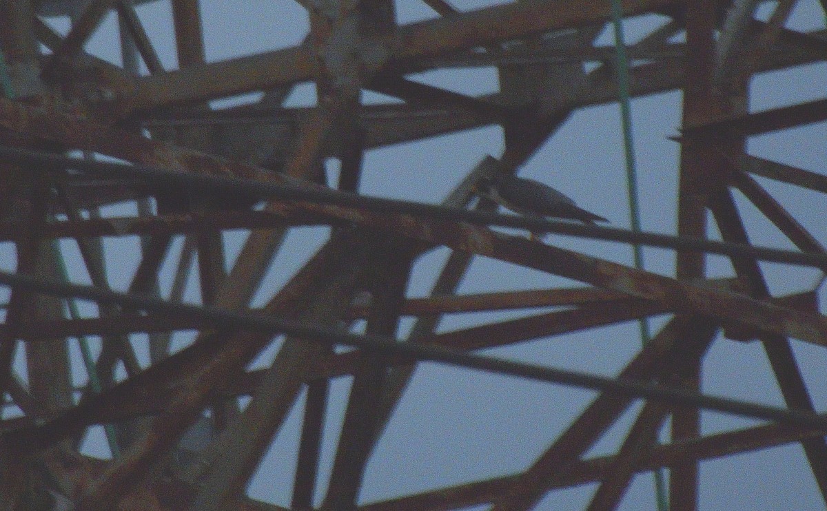 Peregrine Falcon - ML637503123