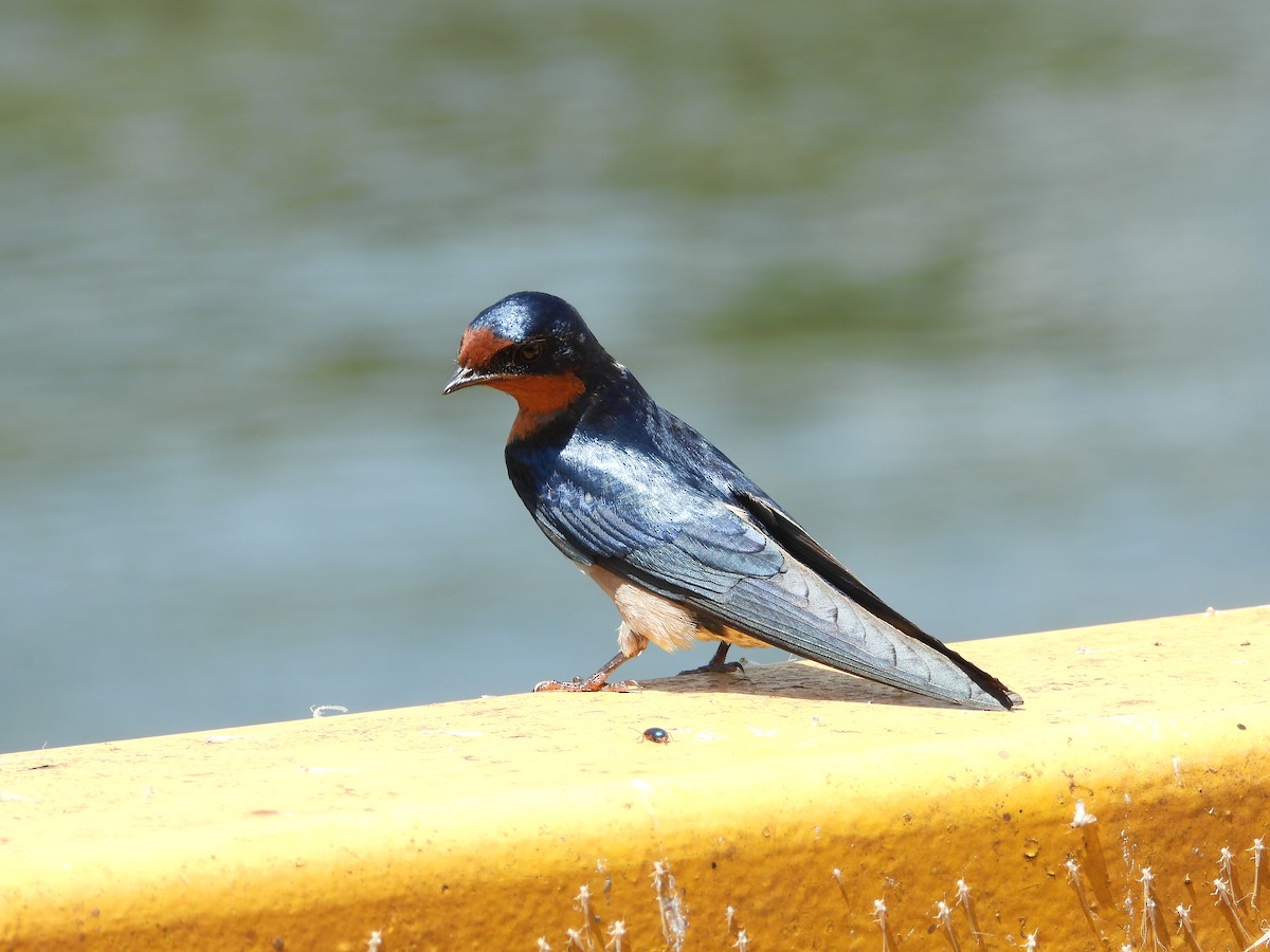 Angola Swallow - ML637503127