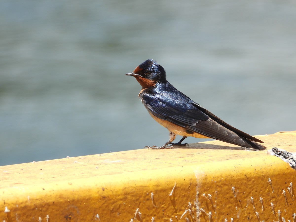 Angola Swallow - ML637503129