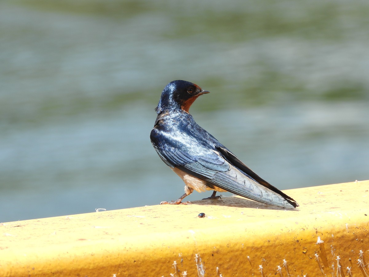 Angola Swallow - ML637503130