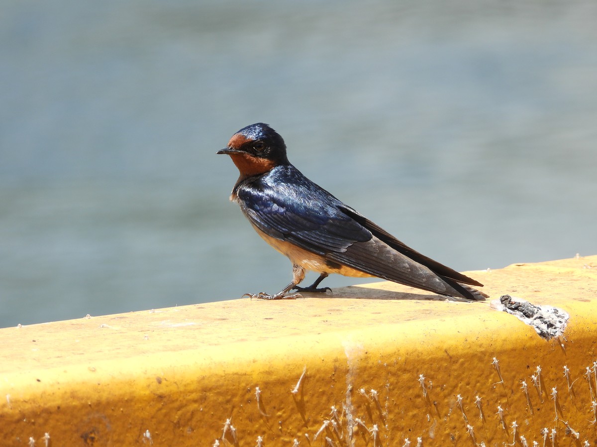 Angola Swallow - ML637503132