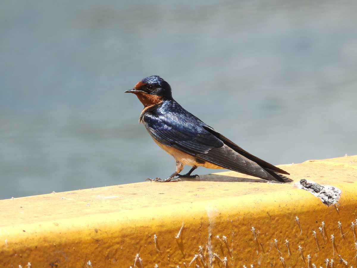 Angola Swallow - ML637503133