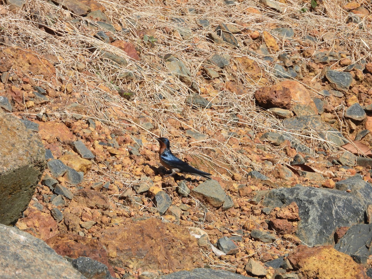 Angola Swallow - ML637503134