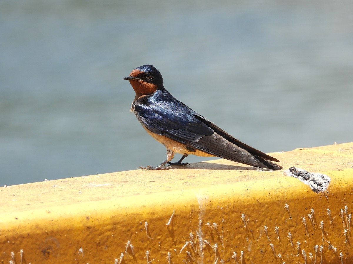 Angola Swallow - ML637503135