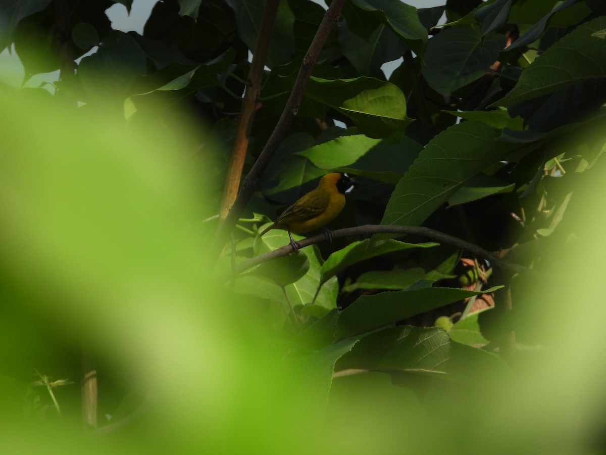 Slender-billed Weaver - ML637503155