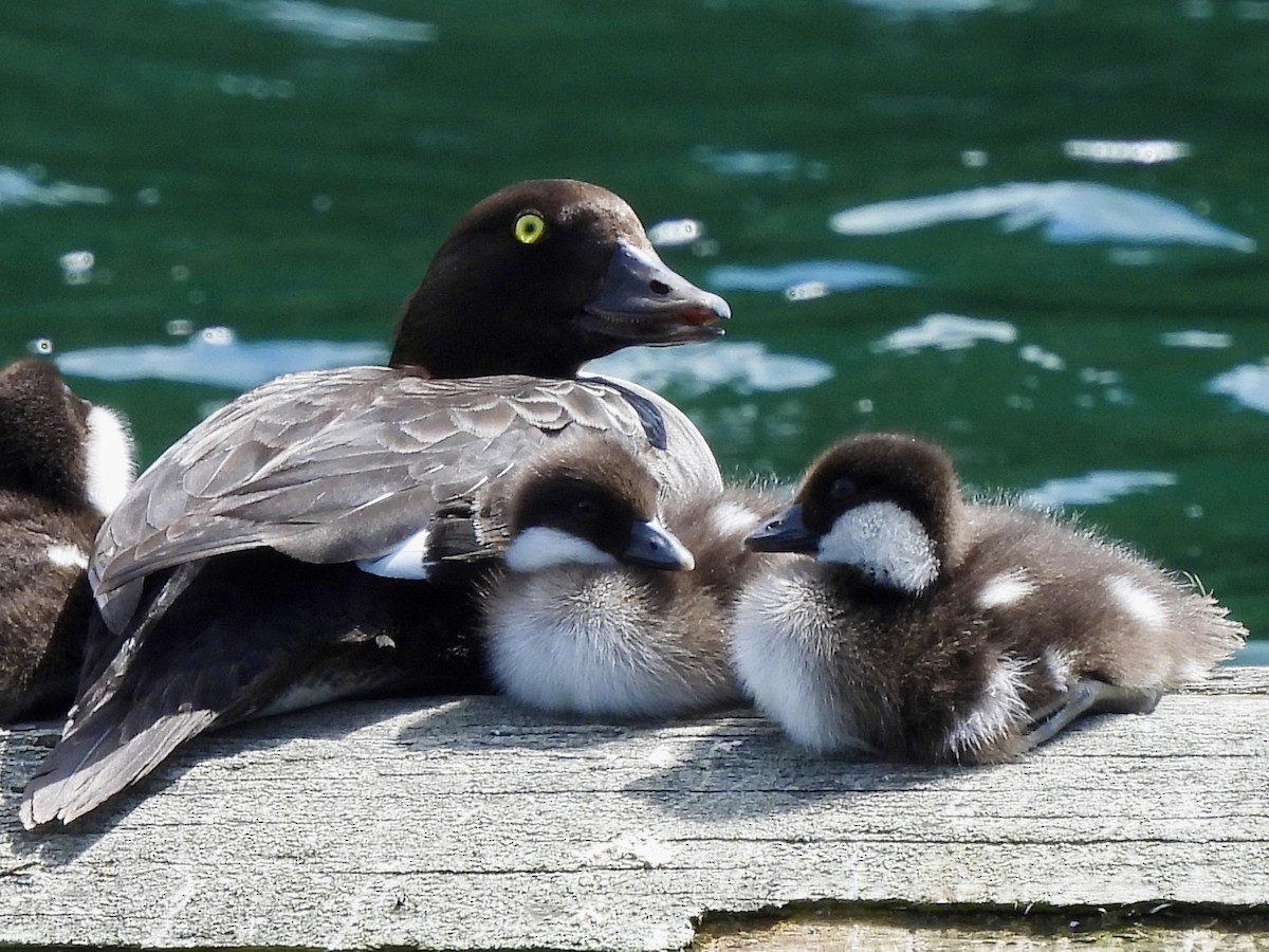 Barrow's Goldeneye - ML637503156