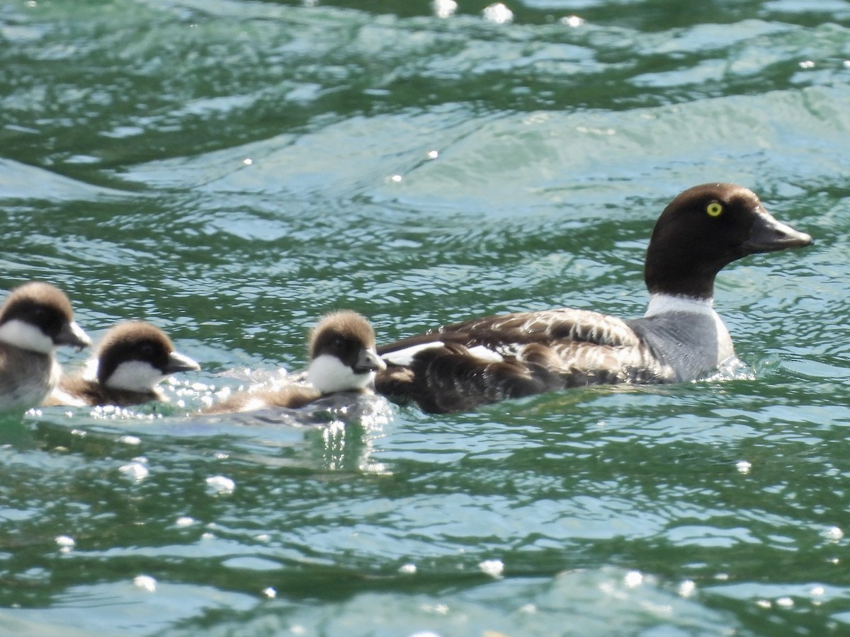 Barrow's Goldeneye - ML637503157