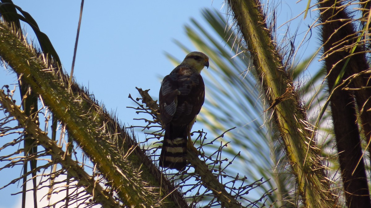 Gray-lined Hawk - ML63750321