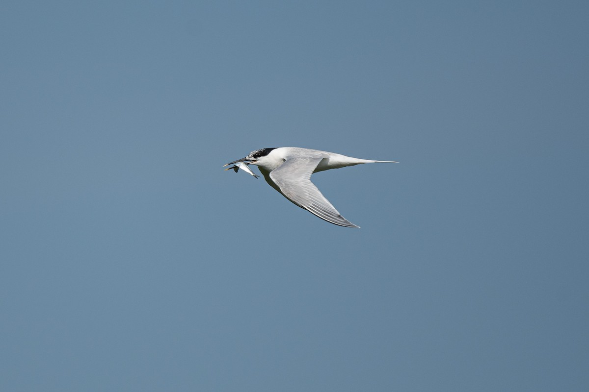 Sandwich Tern (Eurasian) - ML637503210