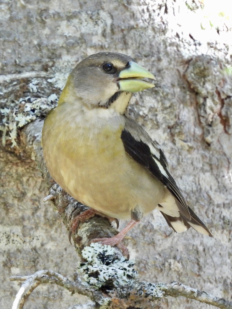Evening Grosbeak - ML637503258