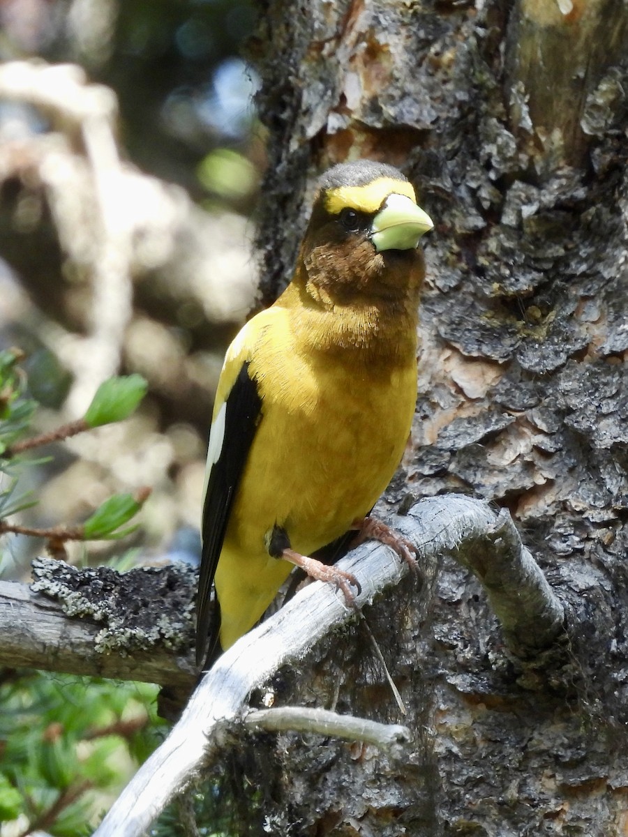 Evening Grosbeak - ML637503259