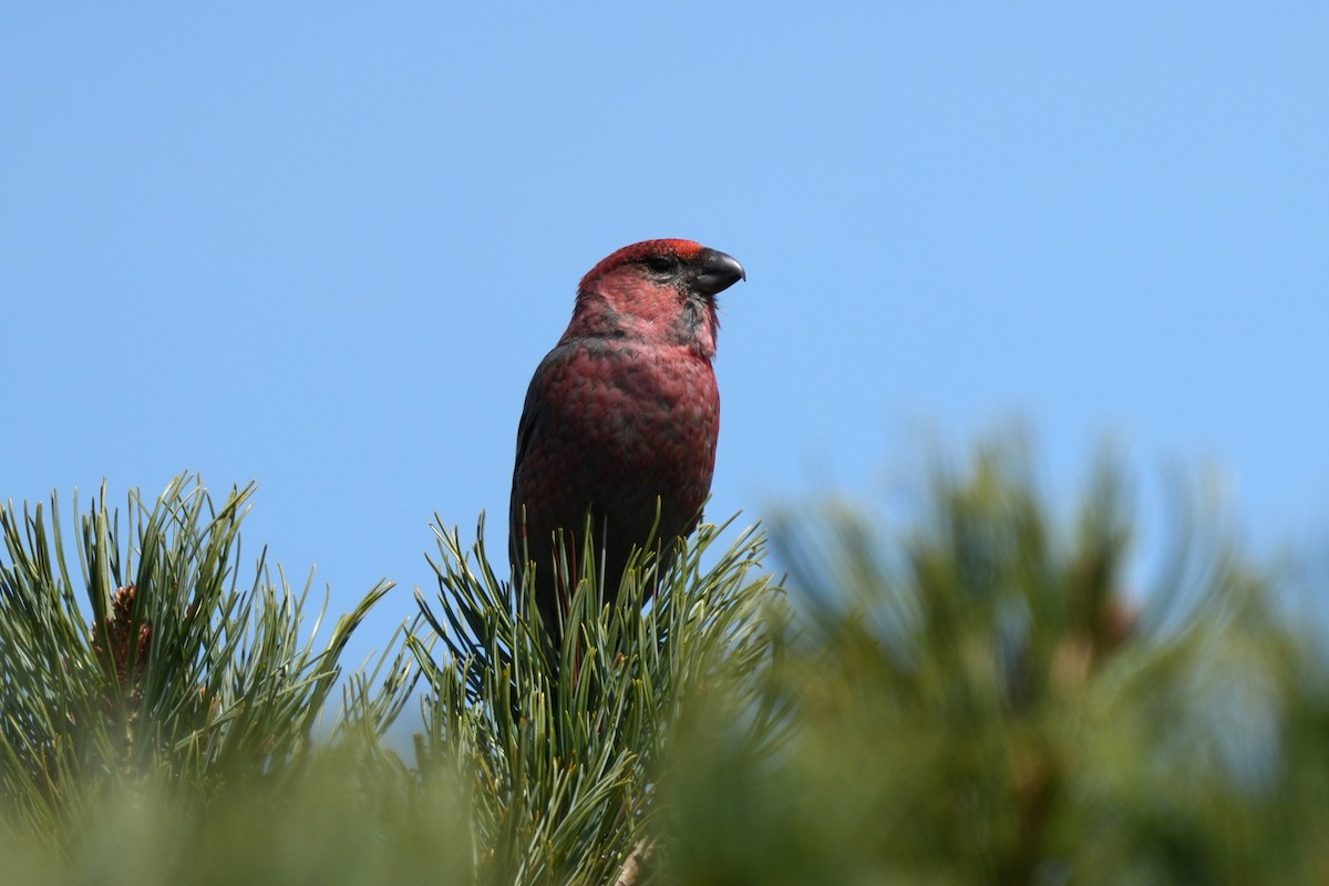 Pine Grosbeak - ML637503304