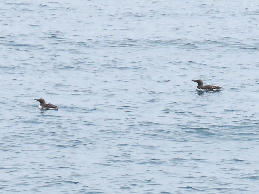 Common Murre - ML637503321