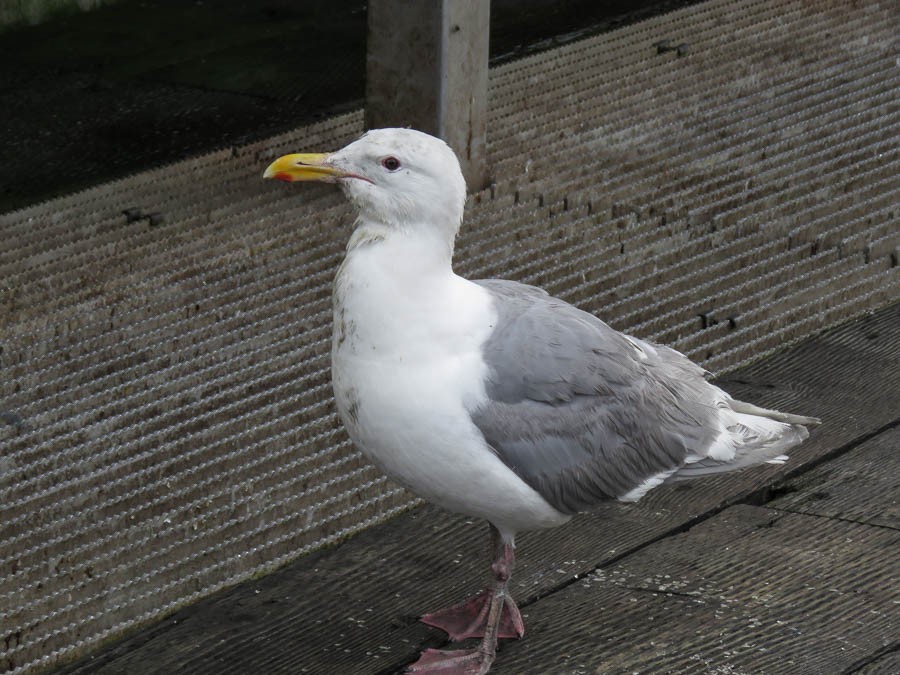 Glaucous-winged Gull - ML637503324