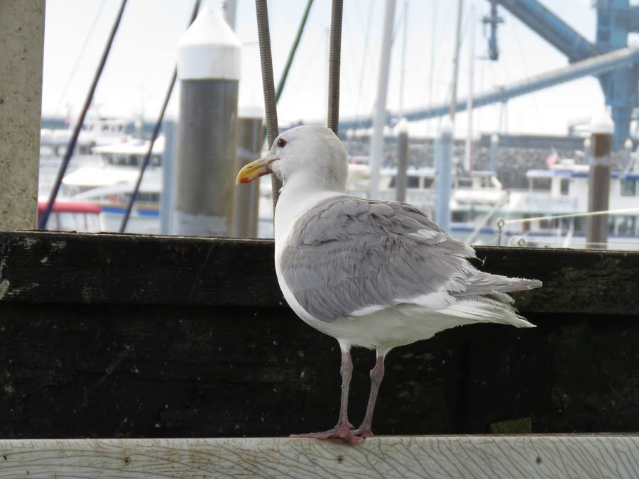 Glaucous-winged Gull - ML637503325