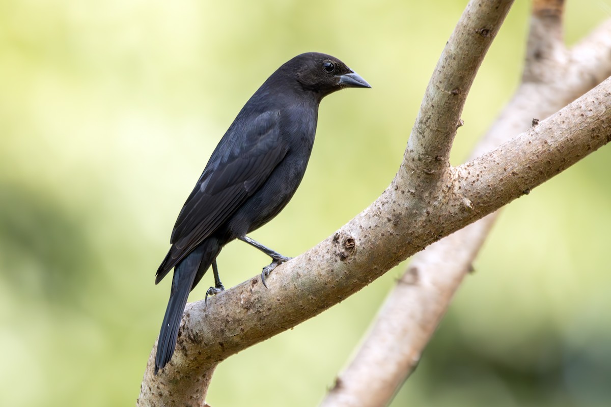 Shiny Cowbird - ML637503332
