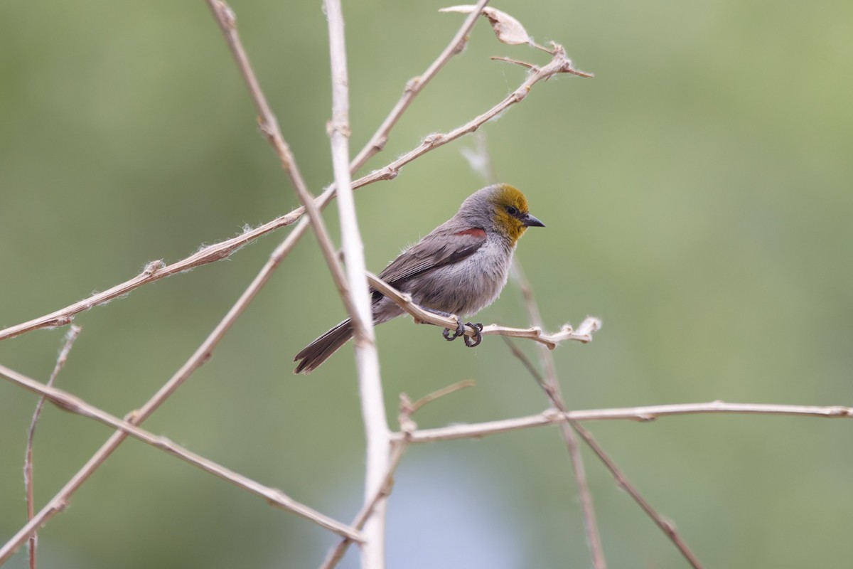 Verdin - ML637503351
