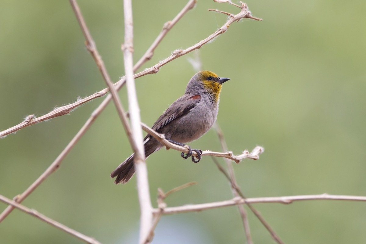 Verdin - ML637503354