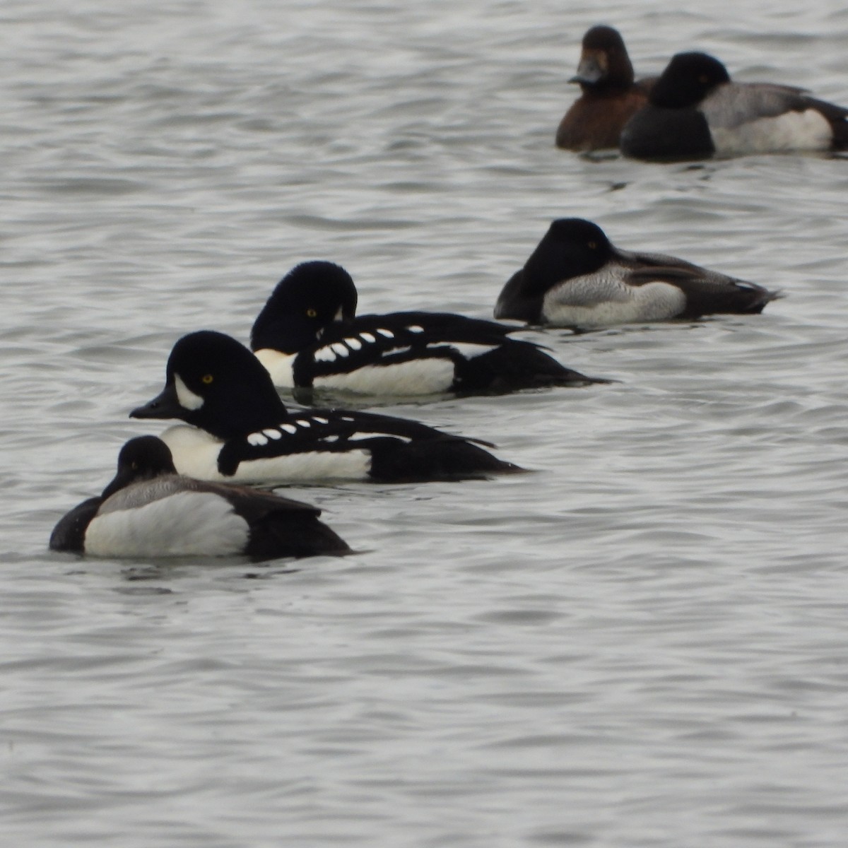 Barrow's Goldeneye - ML637503357