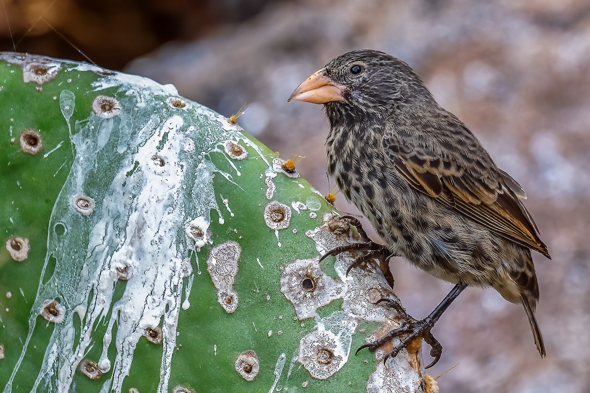 Genovesa Cactus-Finch - ML637503403