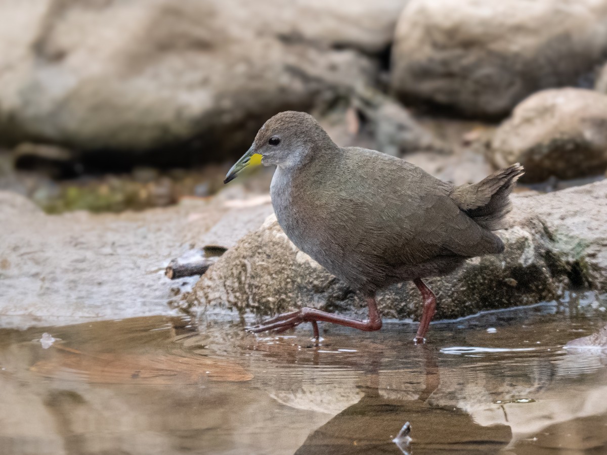 Brown Crake - ML637503435