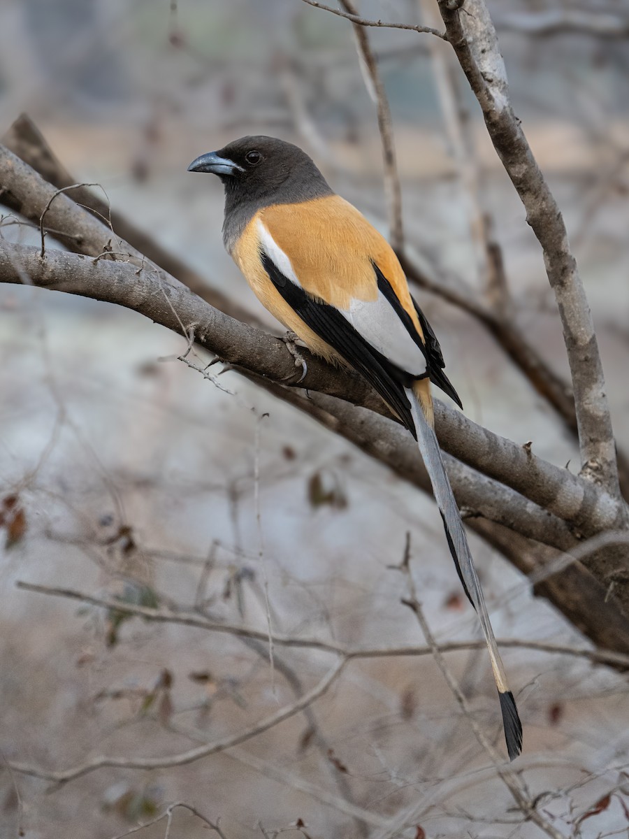 Rufous Treepie - ML637503446