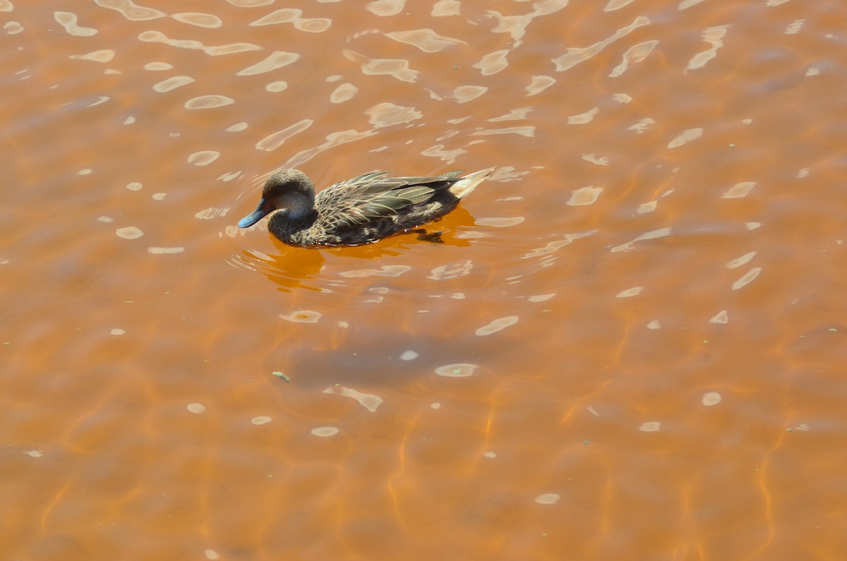 White-cheeked Pintail (Galapagos) - ML637503462