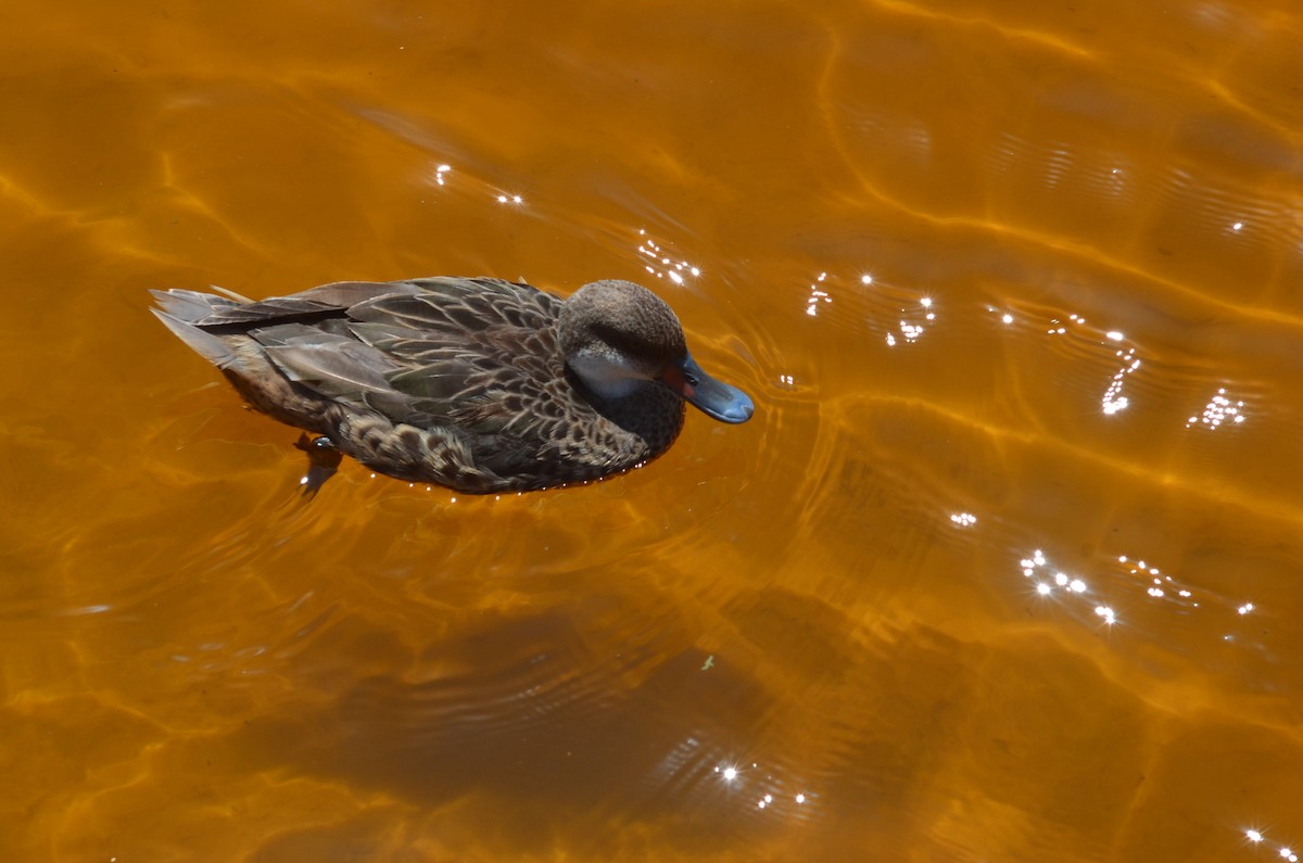 White-cheeked Pintail (Galapagos) - ML637503463