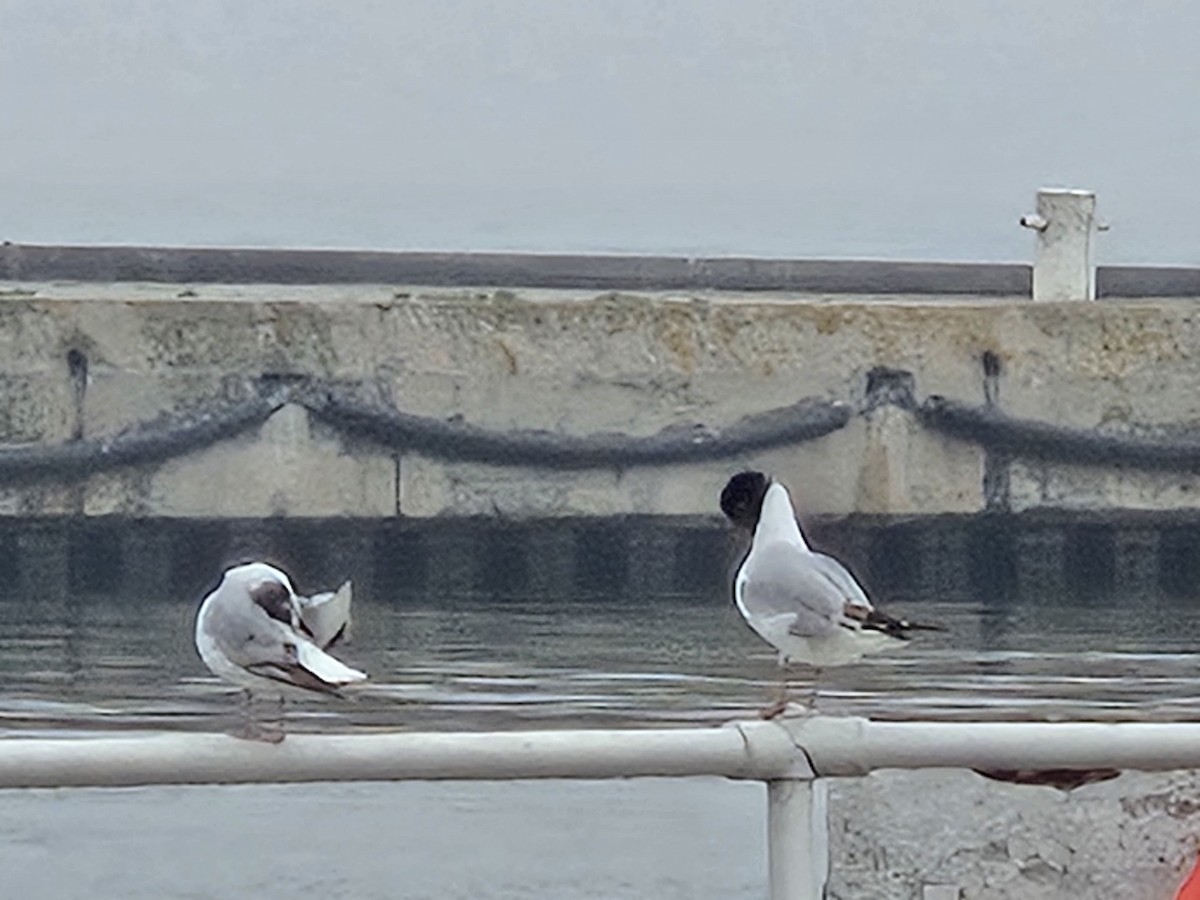 Bonaparte's Gull - ML637503464