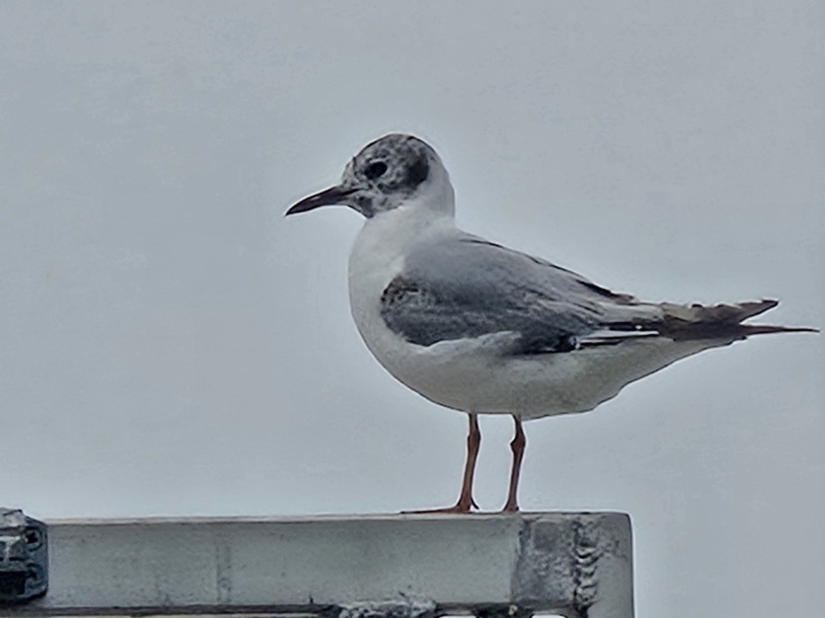 Bonaparte's Gull - ML637503468