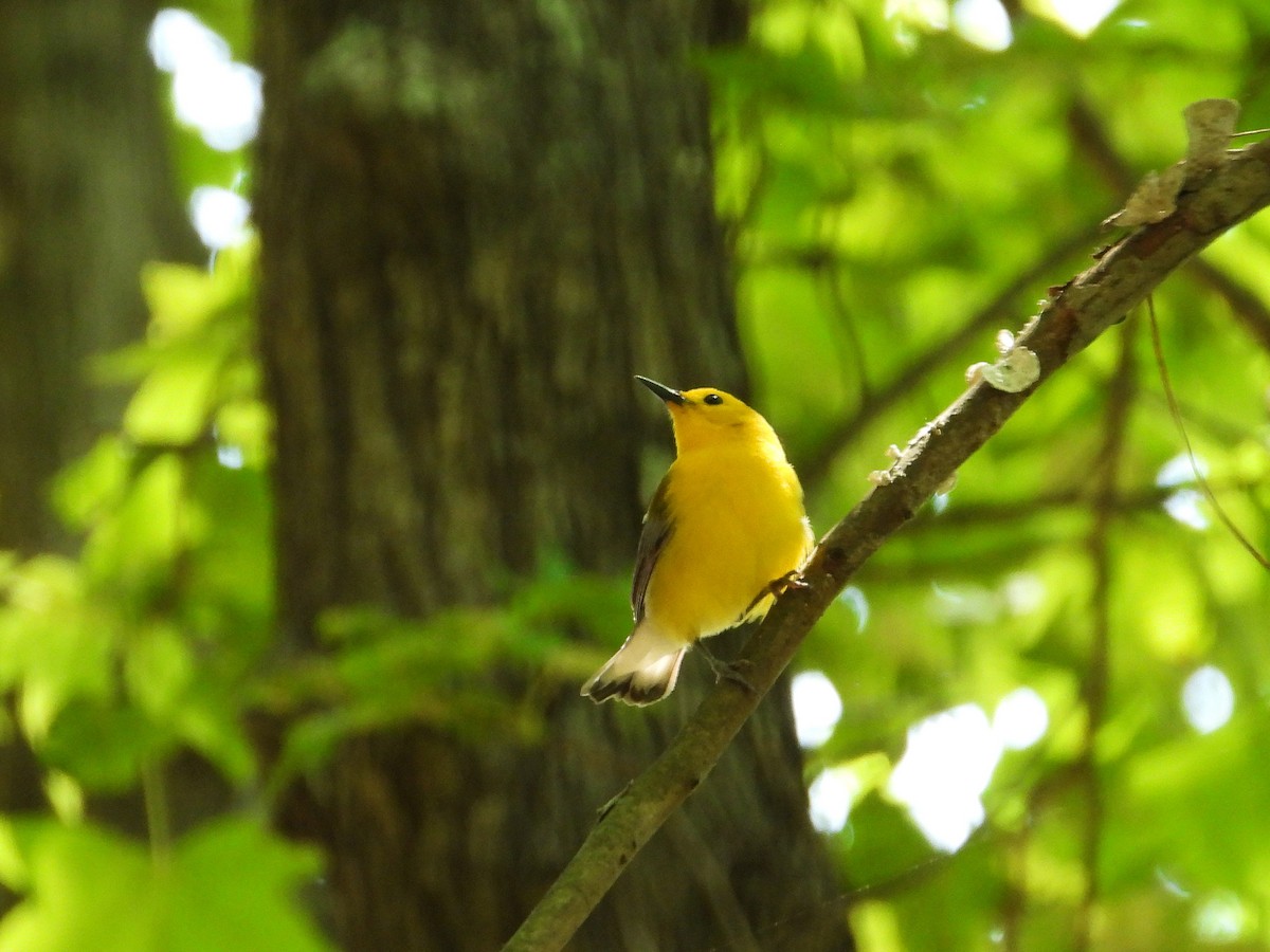 Prothonotary Warbler - ML637503472