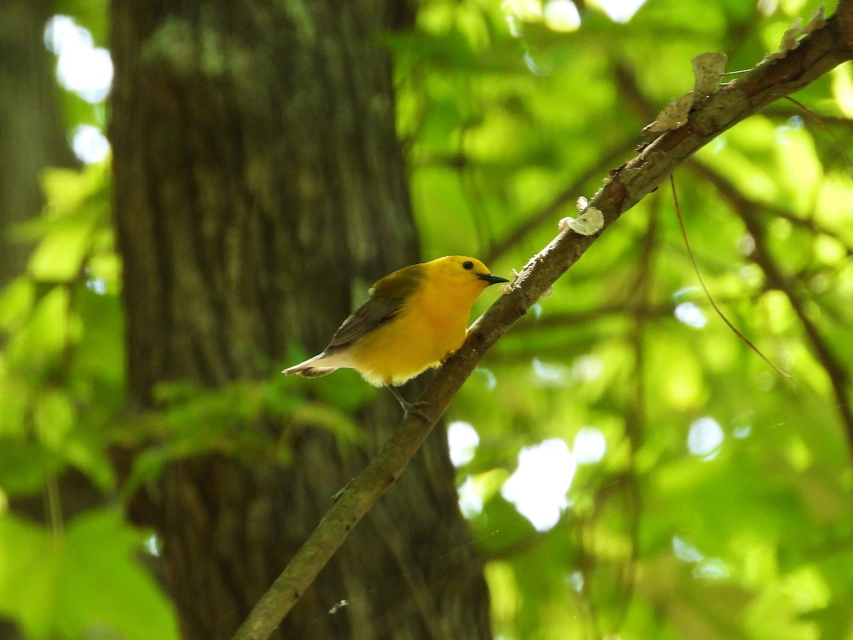 Prothonotary Warbler - ML637503473