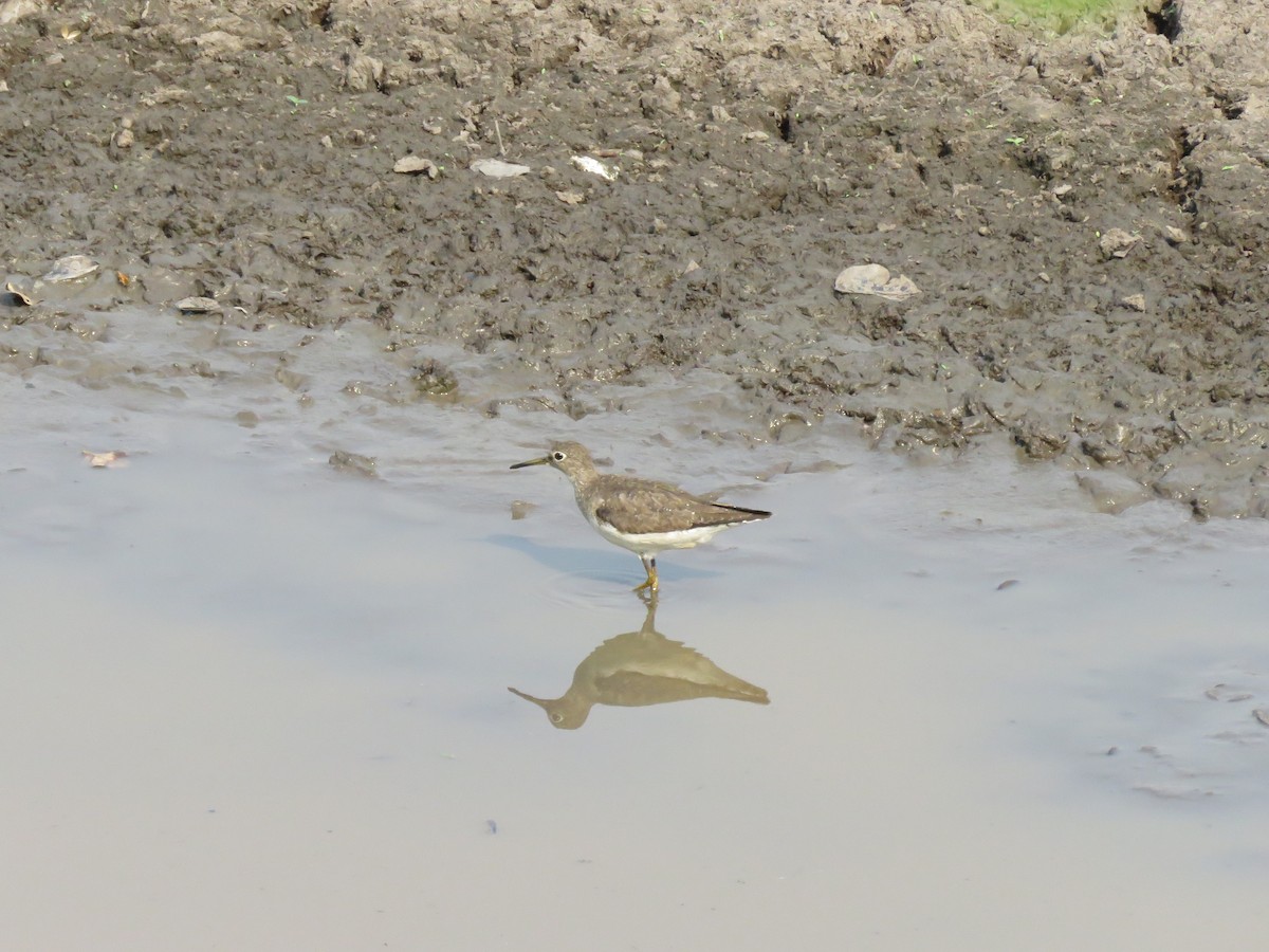 Solitary Sandpiper - ML637503517