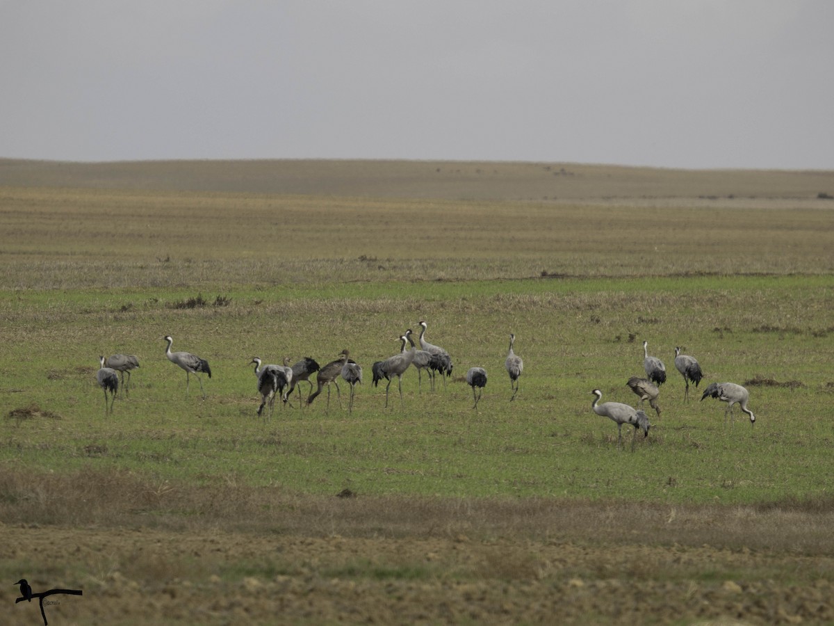 Common Crane - ML637503521
