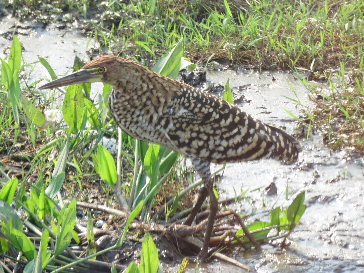 Rufescent Tiger-Heron - ML637503533