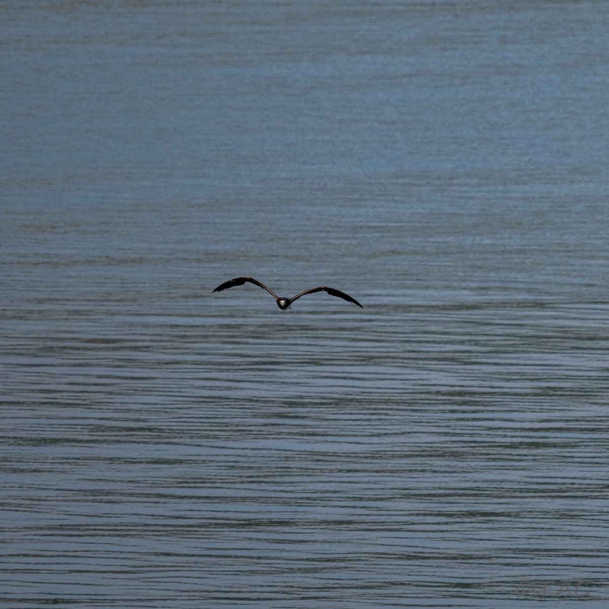 Brown Booby - ML637503543