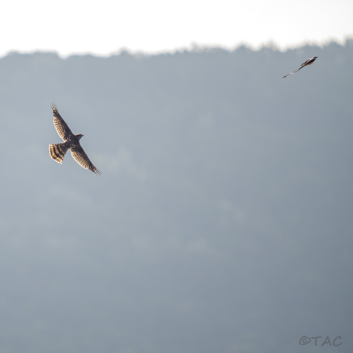 Cooper's Hawk - ML637503553
