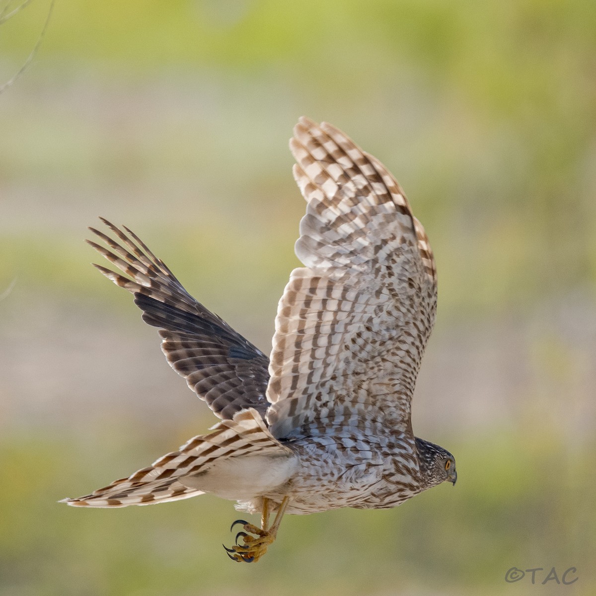 Cooper's Hawk - ML637503555