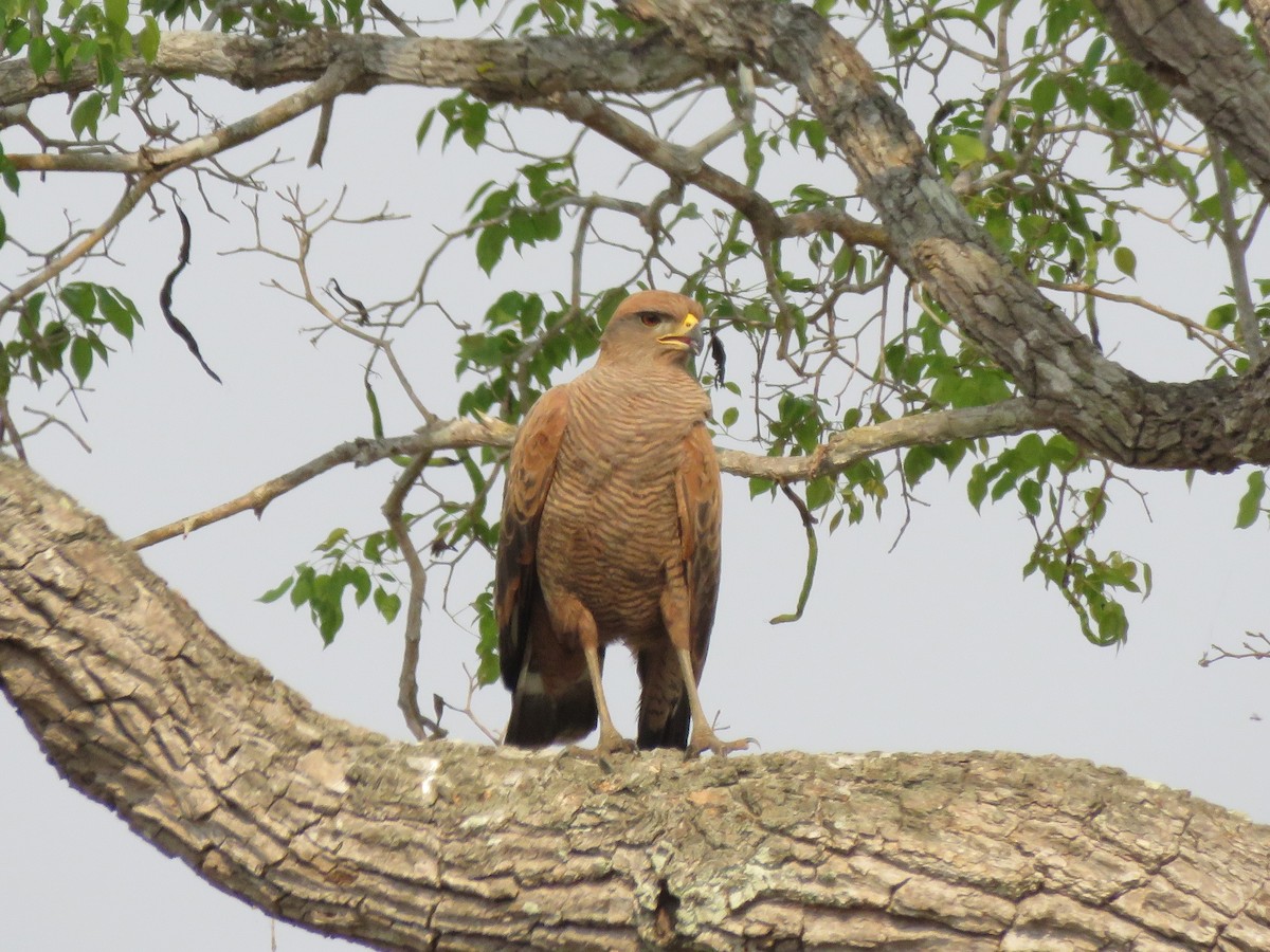 Savanna Hawk - ML637503556
