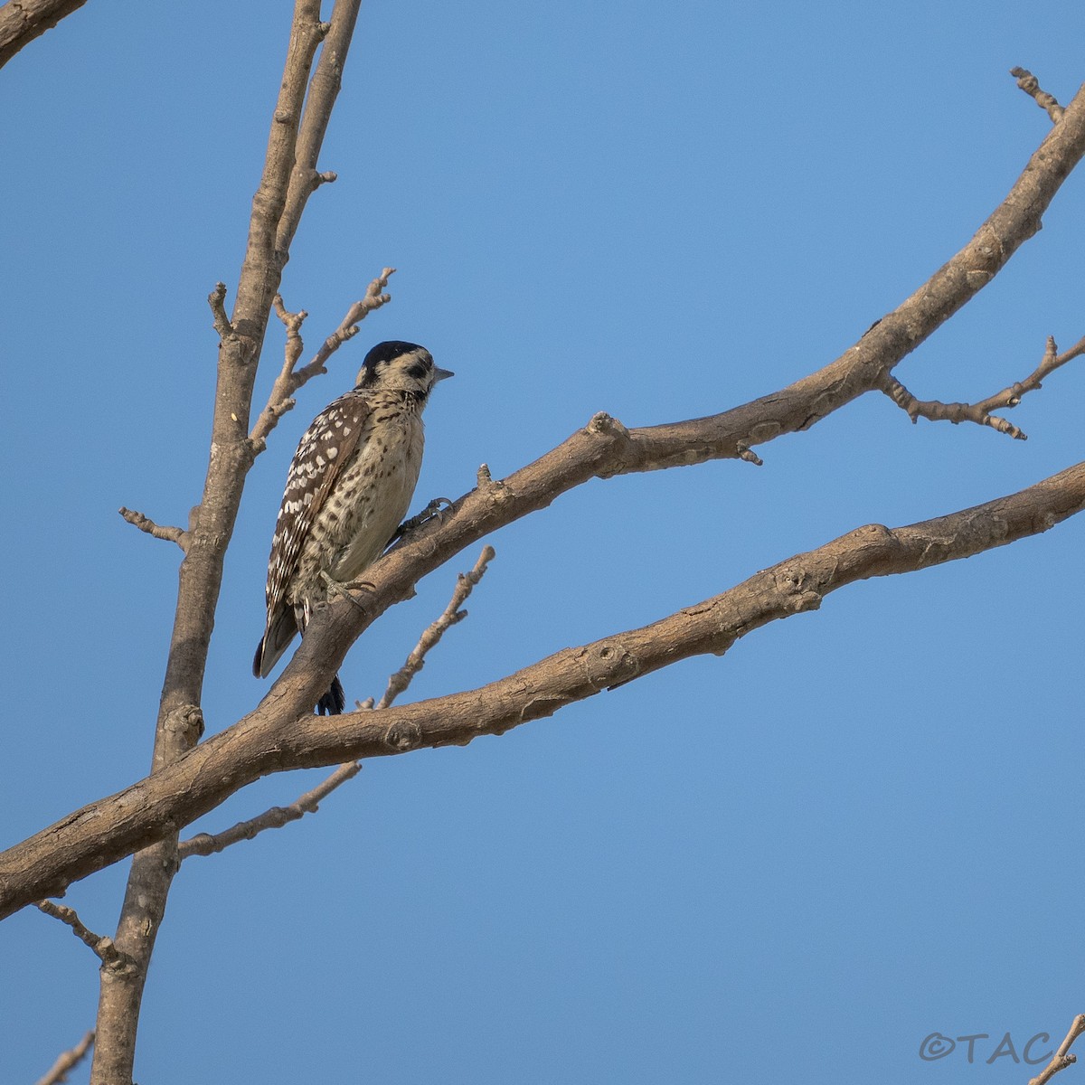 Ladder-backed Woodpecker - ML637503557
