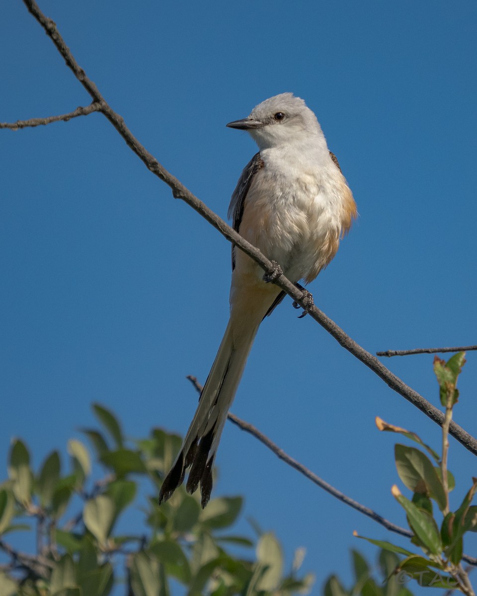 Scissor-tailed Flycatcher - ML637503567