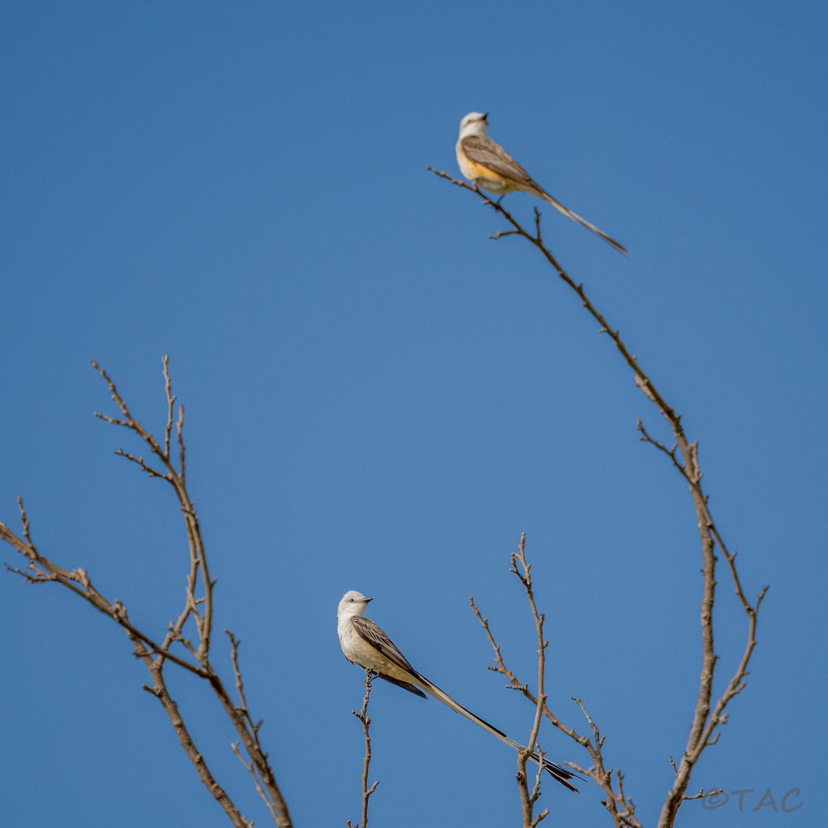 Scissor-tailed Flycatcher - ML637503568