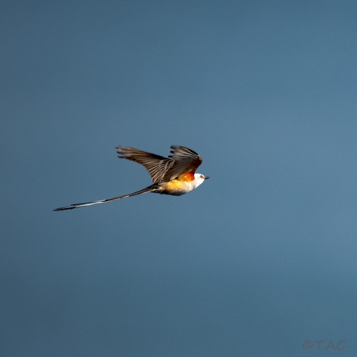 Scissor-tailed Flycatcher - ML637503569