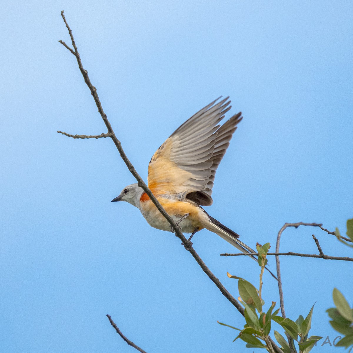 Scissor-tailed Flycatcher - ML637503570