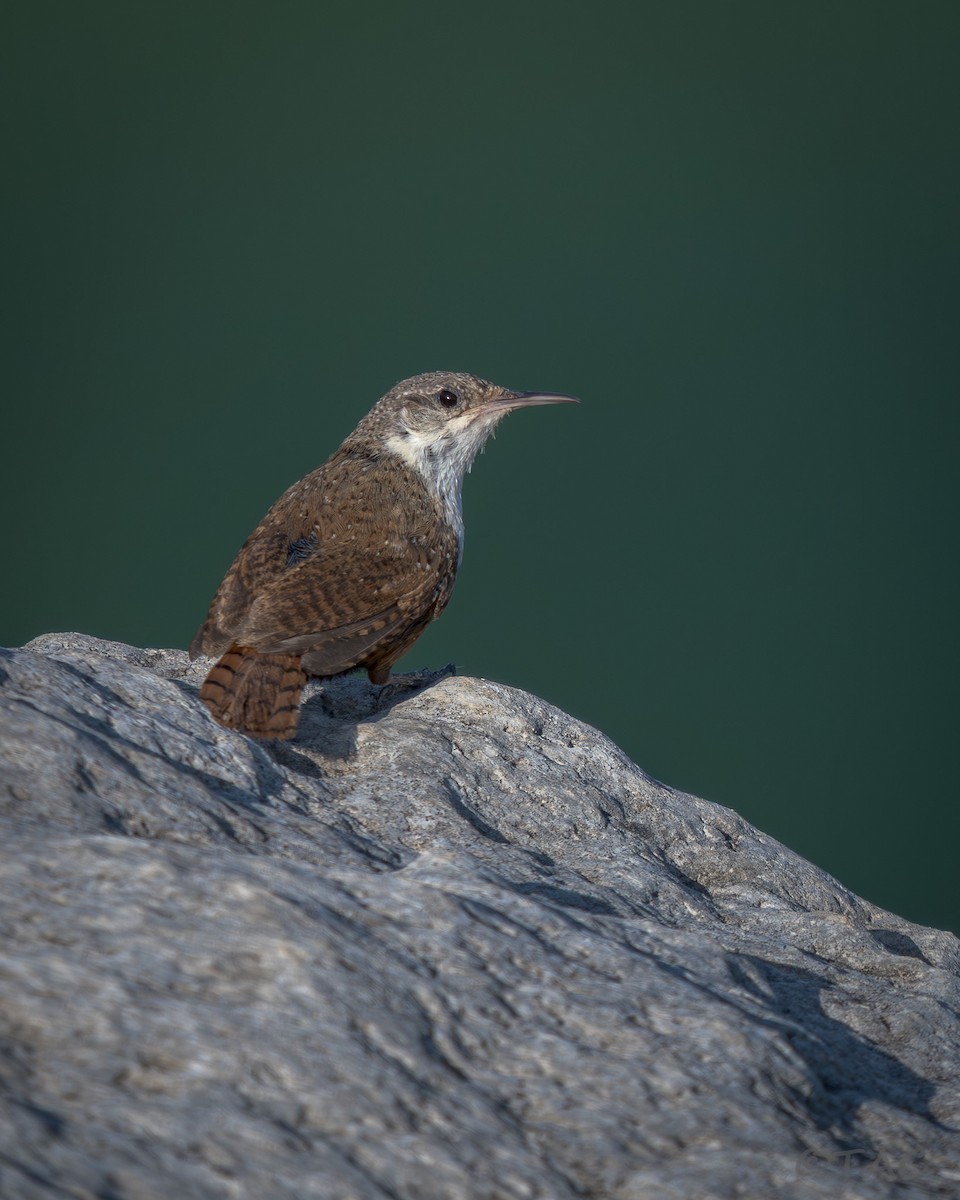 Canyon Wren - ML637503576